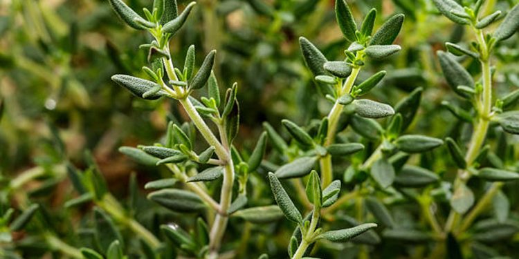 Thyme