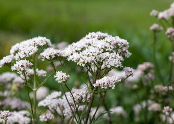 Valerian