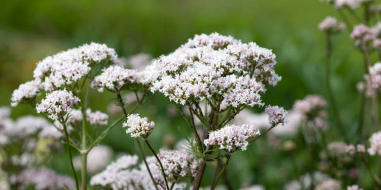 Valerian