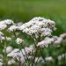Valerian
