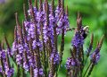 Vervain