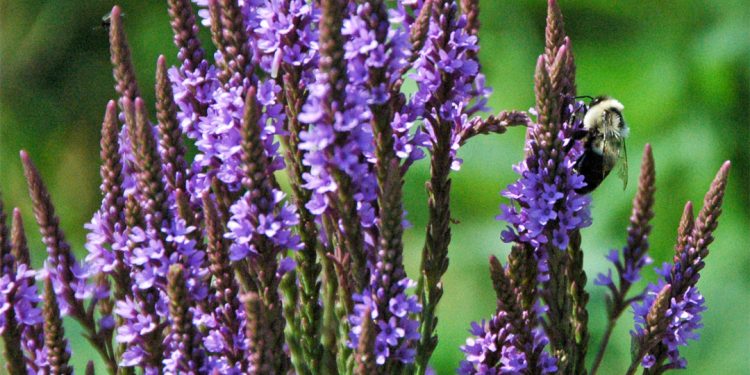 Vervain