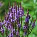Vervain