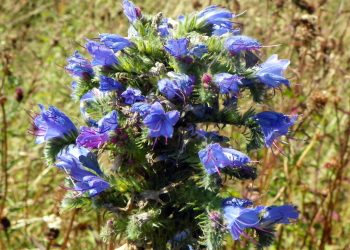 Viper’s bugloss