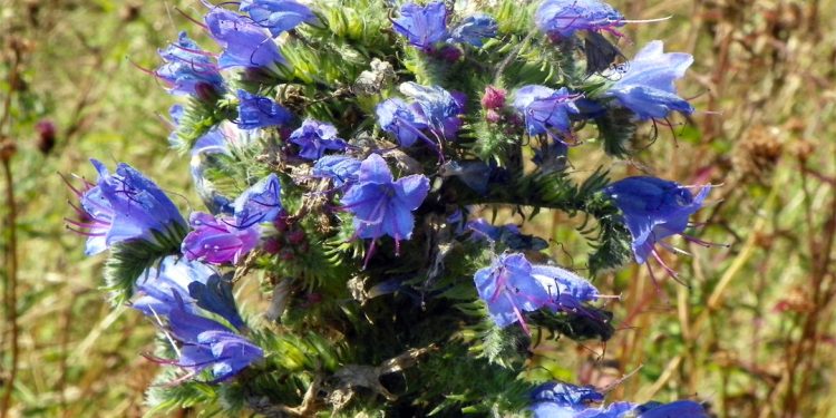 Viper’s bugloss
