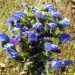 Viper’s bugloss