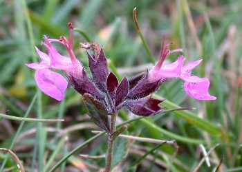 Wall germander