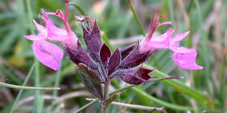 Wall germander