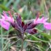 Wall germander