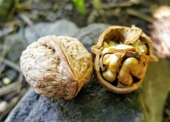 Walnut