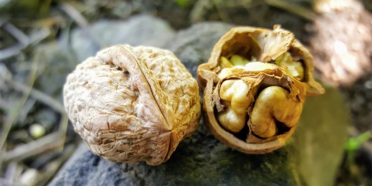 Walnut