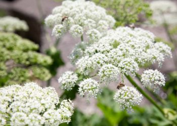 Wild celery