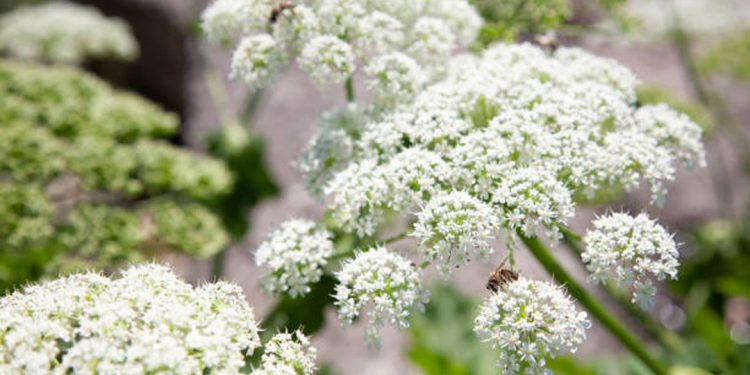 Wild celery
