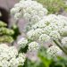 Wild celery