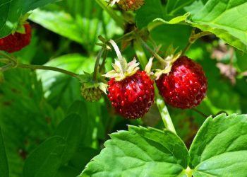 Wild strawberry