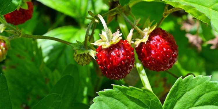 Wild strawberry