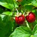 Wild strawberry