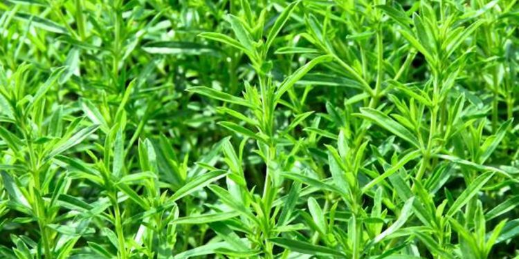 Winter savory