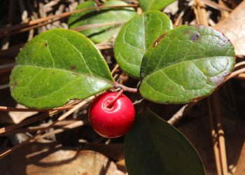 Wintergreen