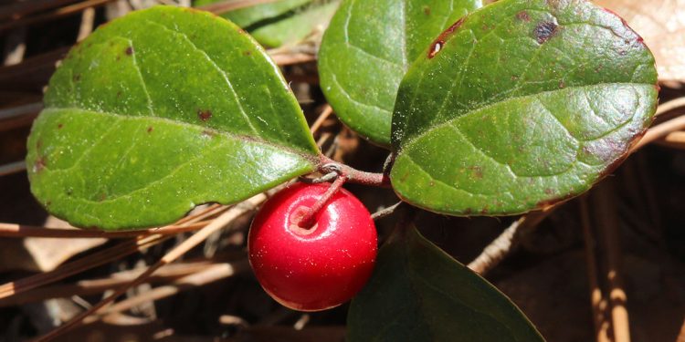 Wintergreen