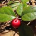 Wintergreen