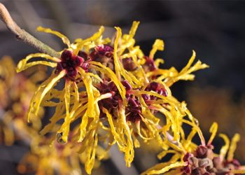 Witch hazel