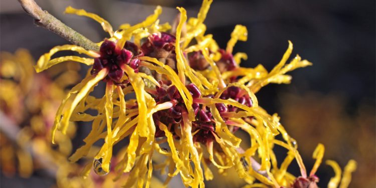 Witch hazel