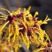 Witch hazel