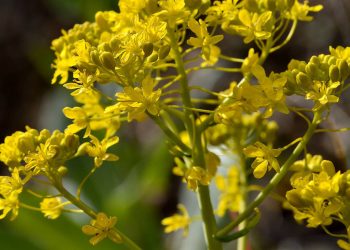 Woad