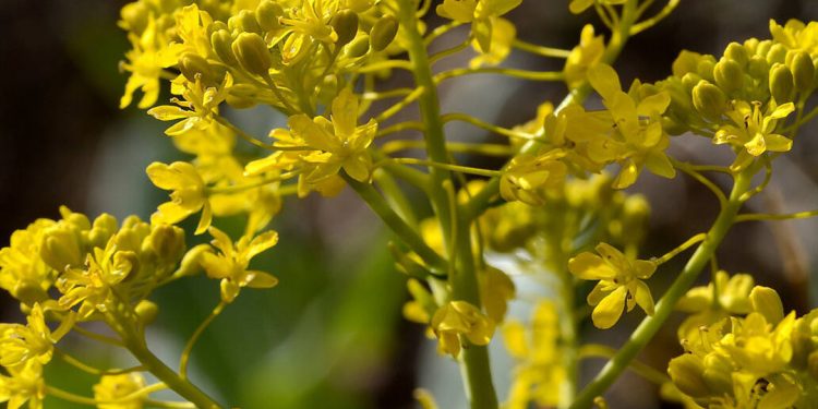 Woad