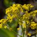 Woad