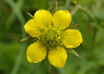Wood avens