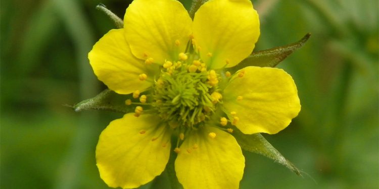 Wood avens