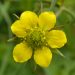 Wood avens