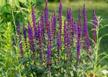 Wood sage