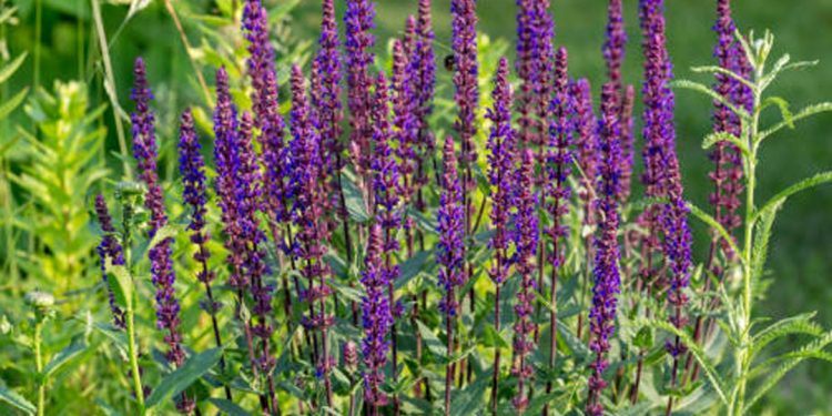 Wood sage