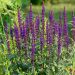 Wood sage
