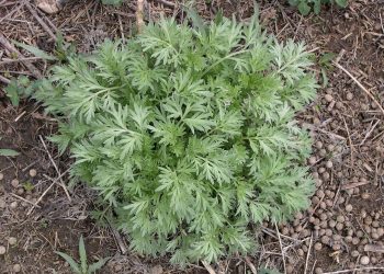 Wormwood