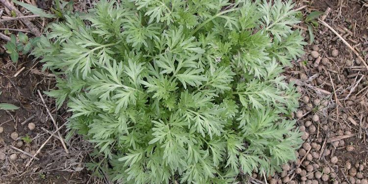 Wormwood