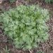 Wormwood