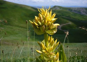 Yellow gentian
