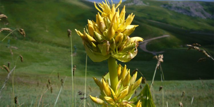 Yellow gentian