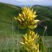 Yellow gentian