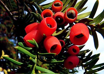 Yew