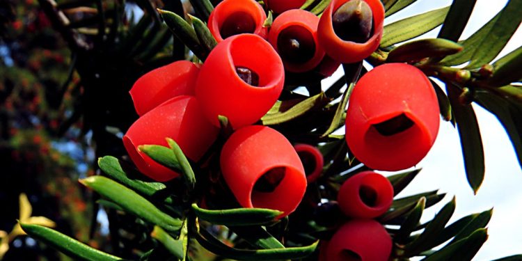 Yew