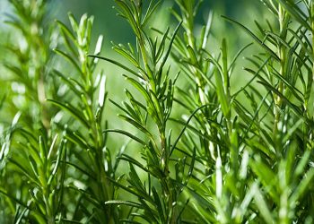 Rosemary
