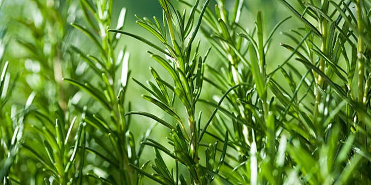 Rosemary